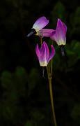 Dodecatheon jeffreyi 12-1485